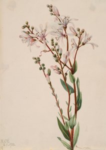 Tarflower Befaria racemosa, 1922. od Mary Vaux Walcott
