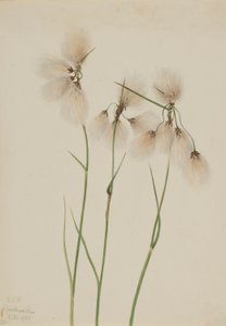 Střapec úzkolistý (Eriophorum angustifolium) od Mary Vaux Walcott