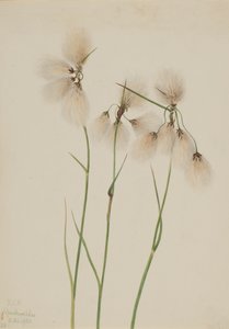 Střapec bavlníkový Eriophorum angustifolium, 1920. od Mary Vaux Walcott