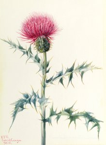 Pcháč oset (Cirsium arizonica) od Mary Vaux Walcott