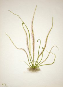 Rosnatka nitěná Drosera rotundifolia, 1933. od Mary Vaux Walcott