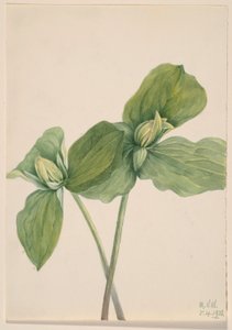 Housenka Trillium (Trillium sessile) od Mary Vaux Walcott