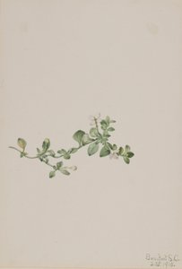 Houstonie poléhavá (Houstonia procumbens) od Mary Vaux Walcott