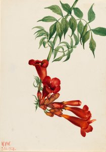 Trubkovec plazivý (Bignonia radicans) od Mary Vaux Walcott
