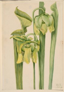 Trubkovník (Sarracenia flava) od Mary Vaux Walcott