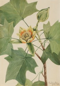Tuliptree Liriodendron tulipifera, 1918. od Mary Vaux Walcott