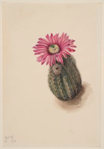 Kaktus krocanovitý (Echinocerus perbellus) od Mary Vaux Walcott