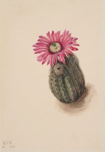 Kaktus krůtí hlavy Echinocereus perbellus, 1930. od Mary Vaux Walcott