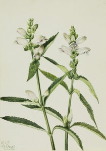 Želví hlava (Chelone glabra) od Mary Vaux Walcott