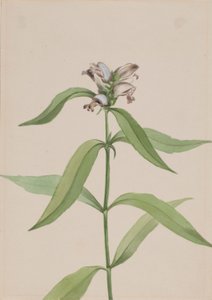 Želví hlava (Chelone glabra) od Mary Vaux Walcott