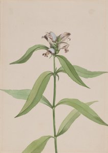 Želva Chelone Glabr, Ca. 1917-1918. od Mary Vaux Walcott