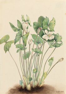 Dvoulistá Jeffersonia diphylla, 1919. od Mary Vaux Walcott