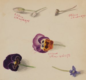 Bez názvu - Květinová studie, 1873. od Mary Vaux Walcott