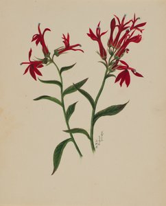 Bez názvu - Květinová studie, 1876. od Mary Vaux Walcott
