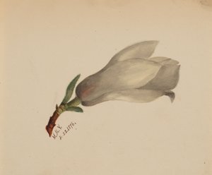 Bez názvu - Květinová studie, 1876. od Mary Vaux Walcott