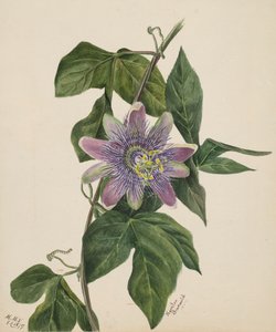 Bez názvu – Květinová studie, 1879. od Mary Vaux Walcott