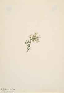 Bez názvu - Květinová studie, 1905. od Mary Vaux Walcott