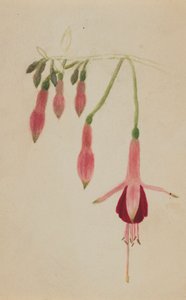 Untitled--Flower Study, ca. 1872-1874. od Mary Vaux Walcott
