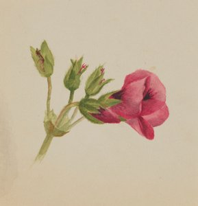 Untitled--Flower Study, ca. 1876. od Mary Vaux Walcott