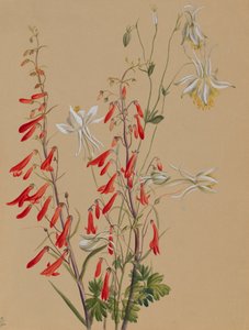 Untitled--Flower Study, ca. 1883-1900. od Mary Vaux Walcott
