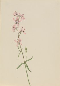 Untitled--Flower Study, ca. 1900-1930. od Mary Vaux Walcott