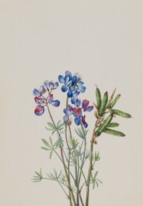 Untitled--Flower Study, ca. 1900-1930. od Mary Vaux Walcott