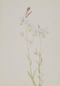 Untitled--Flower Study, n.d. od Mary Vaux Walcott