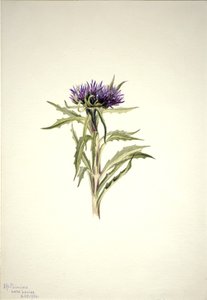 Bez názvu - Rostlinná studie, 1904. od Mary Vaux Walcott