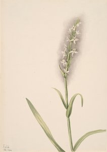 Bez názvu - Rostlinná studie, 1904. od Mary Vaux Walcott