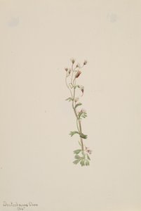 Bez názvu - Rostlinná studie, 1905. od Mary Vaux Walcott