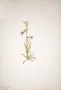Bez názvu - Rostlinná studie, 1917. od Mary Vaux Walcott