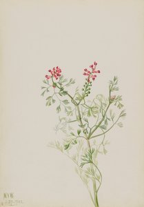Bez názvu - Rostlinná studie, 1922. od Mary Vaux Walcott