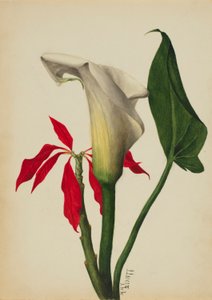 Bez názvu (Calla Lily) od Mary Vaux Walcott