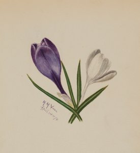 Bez názvu (Krokusy) od Mary Vaux Walcott