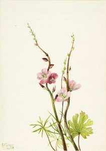 Bez názvu (Studie květin) od Mary Vaux Walcott