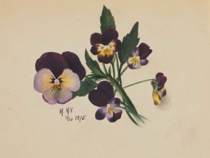 Bez názvu (Macešky) od Mary Vaux Walcott