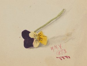 Bez názvu (Pansy) od Mary Vaux Walcott