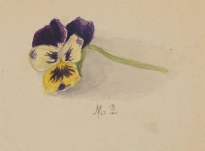 Bez názvu (Pansy) od Mary Vaux Walcott