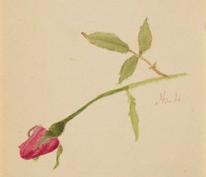 Bez názvu (Rose) od Mary Vaux Walcott
