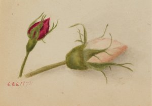 Bez názvu (Rosebuds) od Mary Vaux Walcott