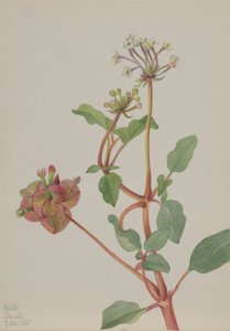 Bez názvu (Tripterocalyx pedunculatus) od Mary Vaux Walcott