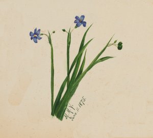 Bez názvu, 1875. od Mary Vaux Walcott