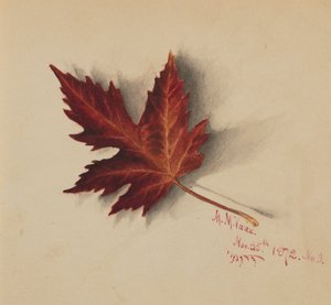 Podzimní list bez názvu, 1872. od Mary Vaux Walcott