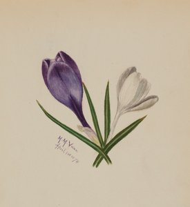 Krokusy bez názvu, 1874. od Mary Vaux Walcott