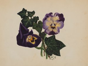 Macešky a břečťan bez názvu, 1876. od Mary Vaux Walcott