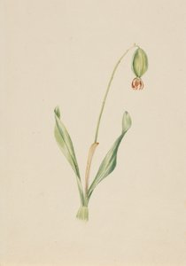 Untitled Plant Study, ca. začátek 30. let 20. století. od Mary Vaux Walcott