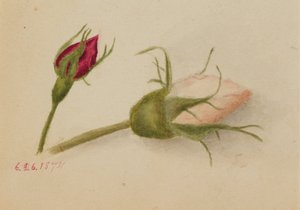 Bez názvu Rosebuds, 1874. od Mary Vaux Walcott