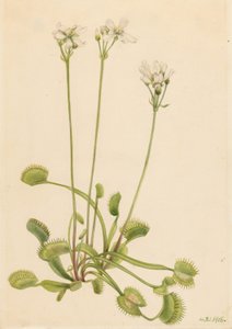 Mucholapka venušina (Dionaea muscipula) od Mary Vaux Walcott