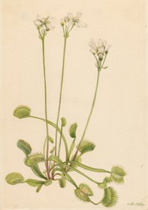 Mucholapka Venus Dionaea muscipula, 1918. od Mary Vaux Walcott