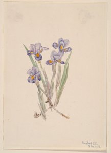 Kosatec jarní (Iris verna) od Mary Vaux Walcott